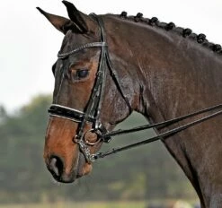 BUSSE Double Bridle LUXURY- Black -Pet Supplies Sales Shop 14881 6223ae8f