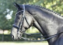 BUSSE Double Bridle LUXURY- Black