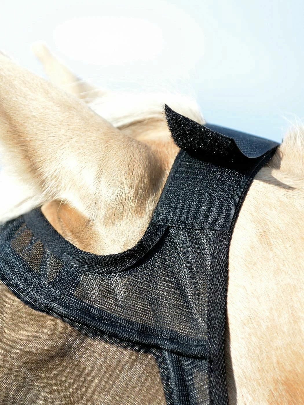 BUSSE Fly Mask FLY GUARD Black 3 BUSSE Fly Mask FLY GUARD Black - Image 3