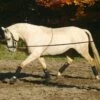 BUSSE Lunging Aid COTTON