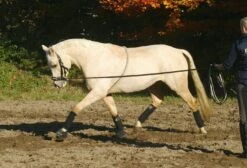 BUSSE Lunging Aid COTTON