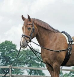 BUSSE Standing Draw-Reins BASIC