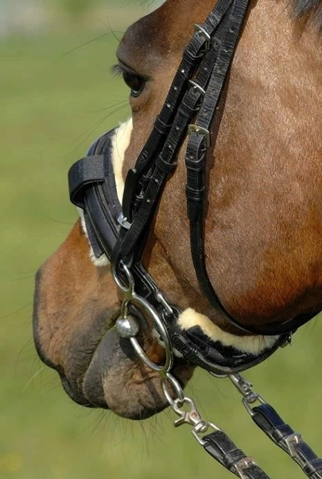 Christ Sheepskin Curb Chain Cover 5cm X 14cm 2 Christ Sheepskin Curb Chain Cover 5cm X 14cm - Image 2