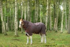 Horseware Ireland Amigo Bravo 12 Plus 100g, Brown/Red