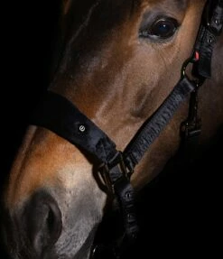 Imperial Riding Halter - IRHShade, Black -Pet Supplies Sales Shop imperial riding halter irhsshade black full 838495 en