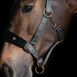 Imperial Riding Halter - IRHShade, Deep Forest -Pet Supplies Sales Shop imperial riding halter irhsshade deep forest full 838515 en