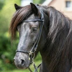 Kavalkade "Kjartan" Iceland Bridle Strinband Glansandi -Pet Supplies Sales Shop kavalkade kjartan iceland bridle strinband glansandi 689943 en