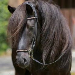 Kavalkade "Kjartan" Icelandic Bridle Ferskja Nosepiece For Hanoverian Noseband -Pet Supplies Sales Shop kavalkade kjartan icelandic bridle ferskja nosepiece for hanoverian noseband 689845 en