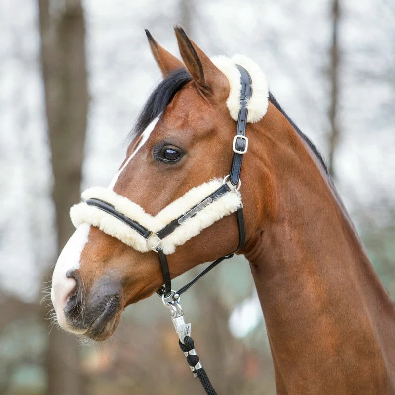 Kavalkade "Marvelous" Leather Halter With Lambskin, Black 2 Kavalkade "Marvelous" Leather Halter With Lambskin, Black - Image 2