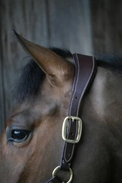 Kentucky Horsewear Anatomic Halter -Pet Supplies Sales Shop kentucky horsewear anatomic halter wb 523526 en