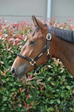 Kentucky Horsewear Control Halter -Pet Supplies Sales Shop kentucky horsewear control halter 517699 en