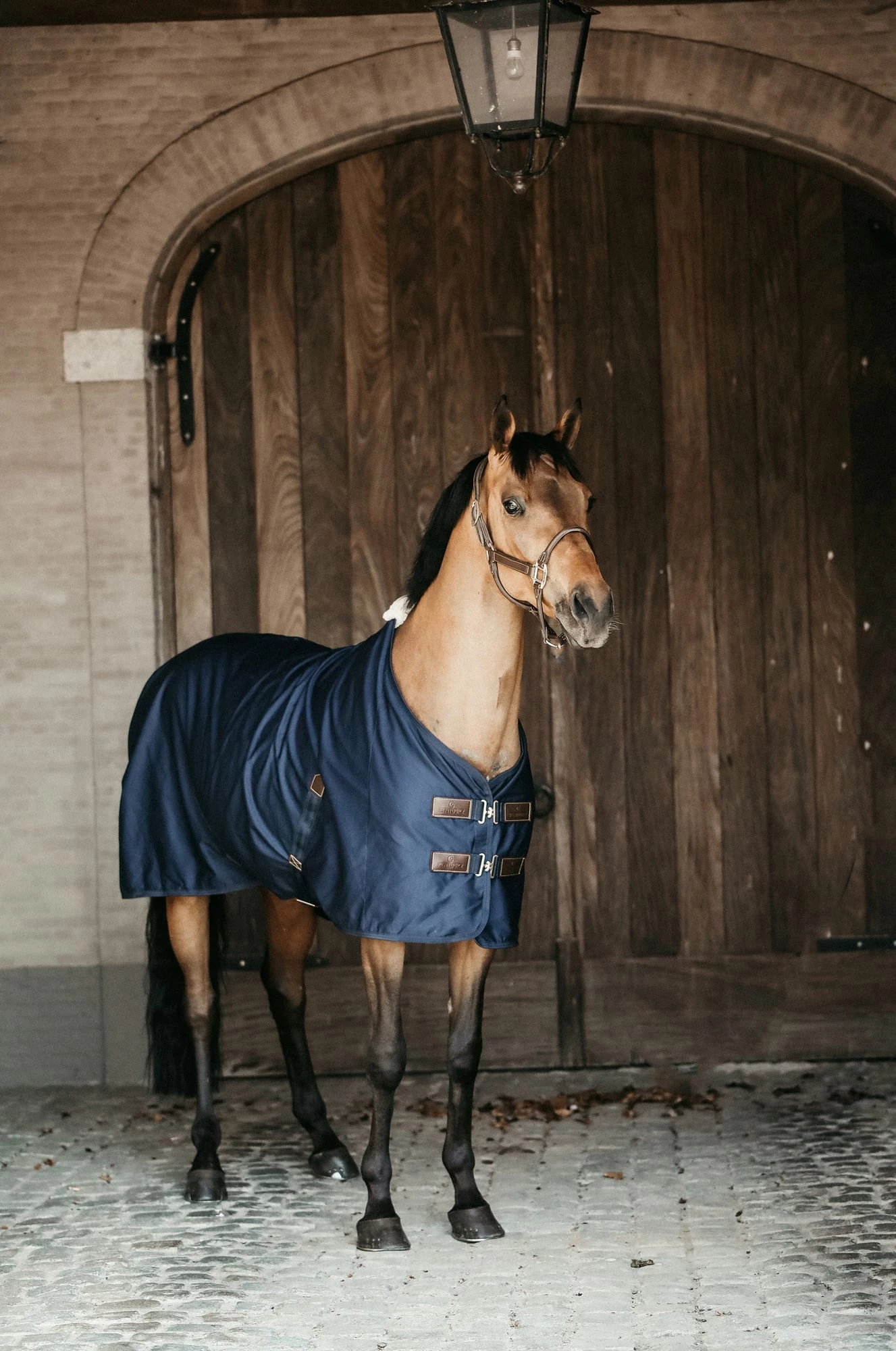 Kentucky Horsewear Cotton Sheet - Navy 2 Kentucky Horsewear Cotton Sheet - Navy - Image 2