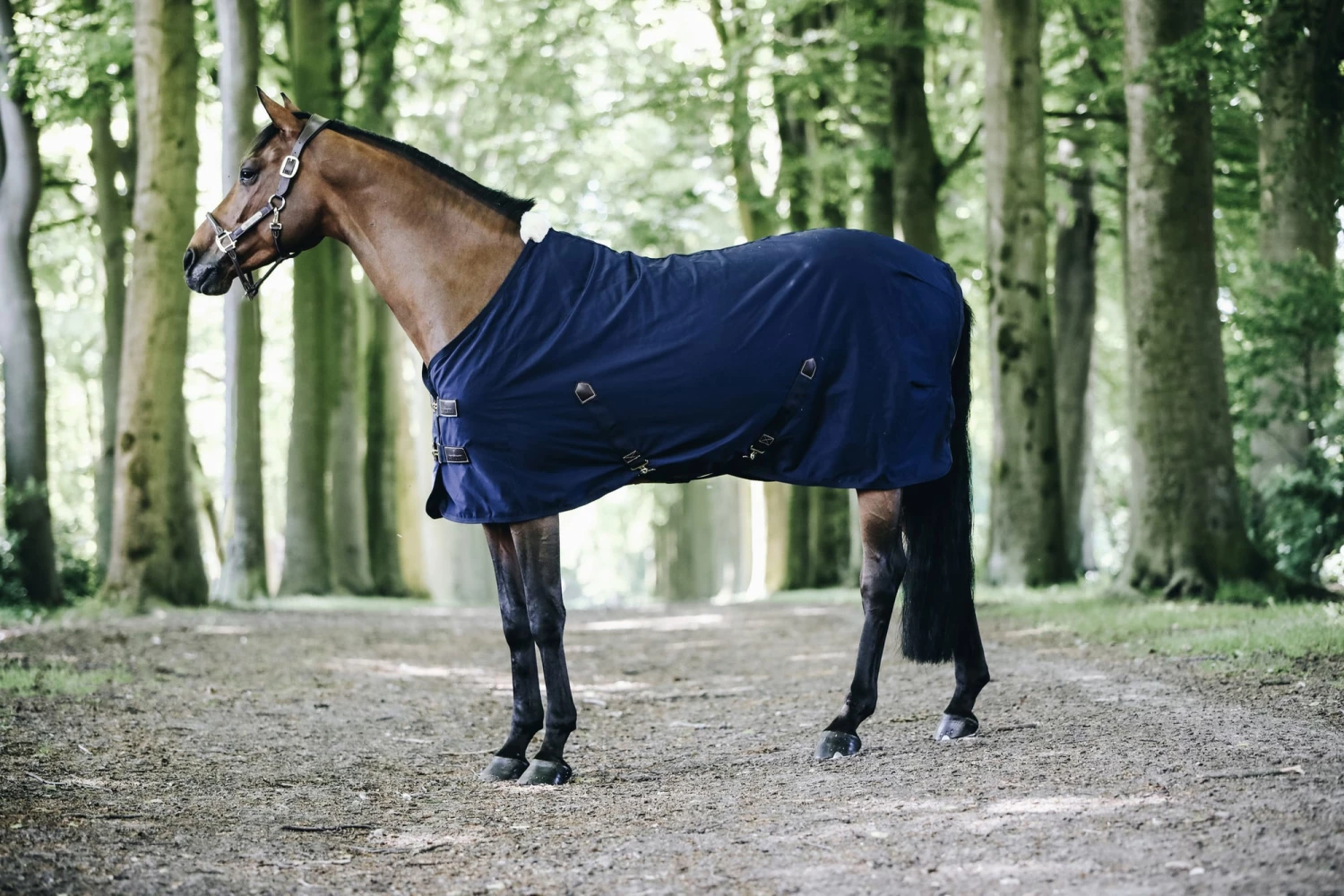 Kentucky Horsewear Cotton Sheet - Navy 5 Kentucky Horsewear Cotton Sheet - Navy - Image 5