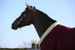 Kentucky Horsewear Grooming Halter -Pet Supplies Sales Shop kentucky horsewear grooming halter 516009 en