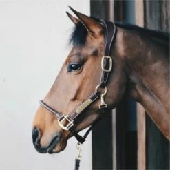 Kentucky Horsewear Leather "Anatomic" Halter - Cob