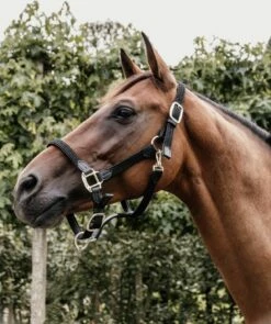 Kentucky Horsewear Plaited Nylon Halter, Black -Pet Supplies Sales Shop kentucky horsewear plaited nylon halter black 731915 en