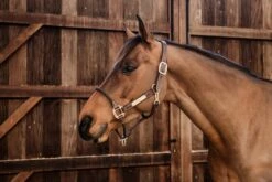 Kentucky Horsewear "Rope" Leather Halter -Pet Supplies Sales Shop kentucky horsewear rope leather halter 568286 en