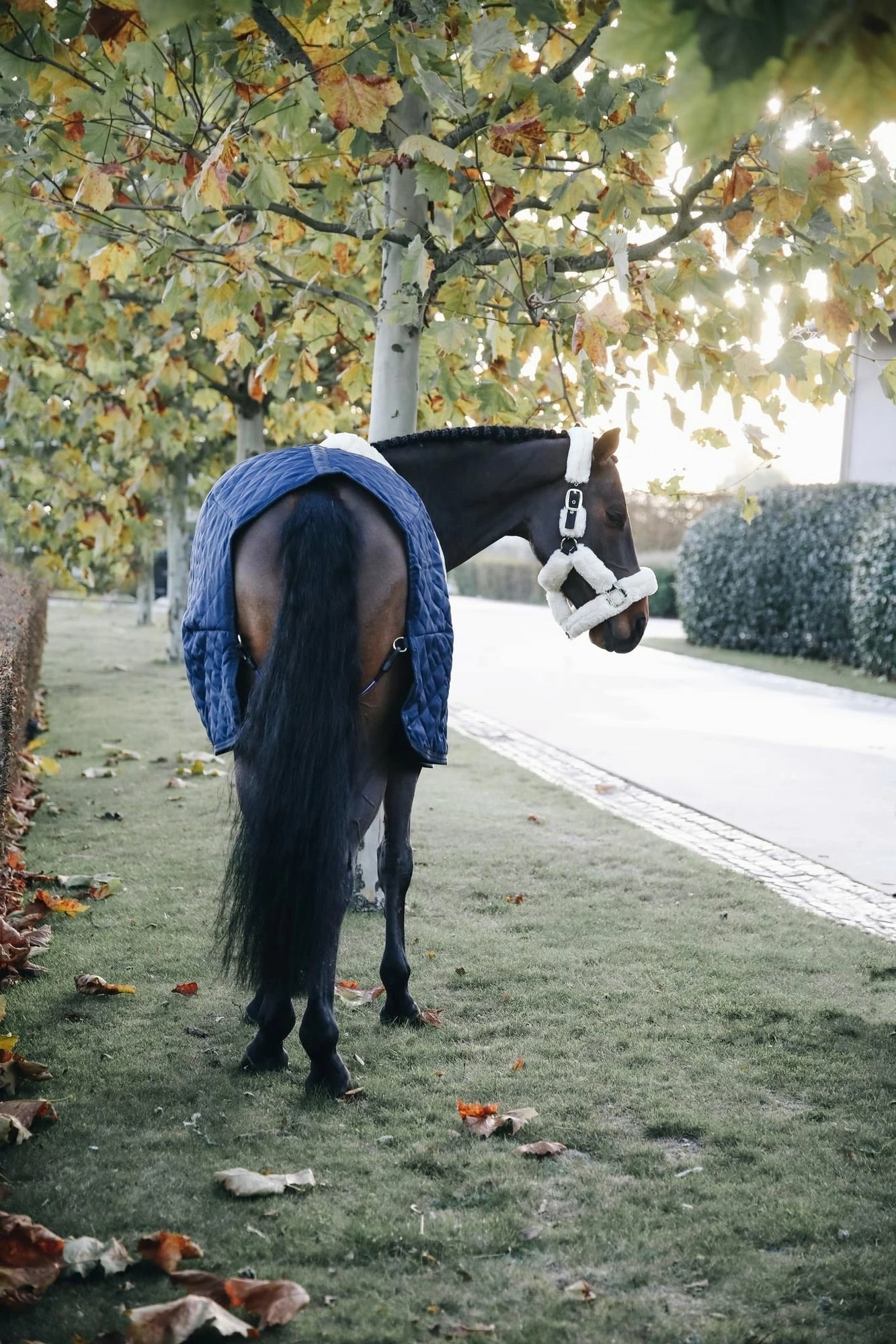 Kentucky Horsewear Stable Rug - Marine 6 Kentucky Horsewear Stable Rug - Marine - Image 6