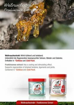 Leovet CELLSIUS Gel For Horses -Pet Supplies Sales Shop leovet cellsius gel for horses 600 ml 614775 en