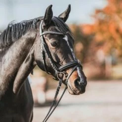 Sprenger Olive Head Bit, Single Jointed, 16 Mm, SENSOGAN -Pet Supplies Sales Shop sprenger olive head bit single jointed 16 mm sensogan 725286 en