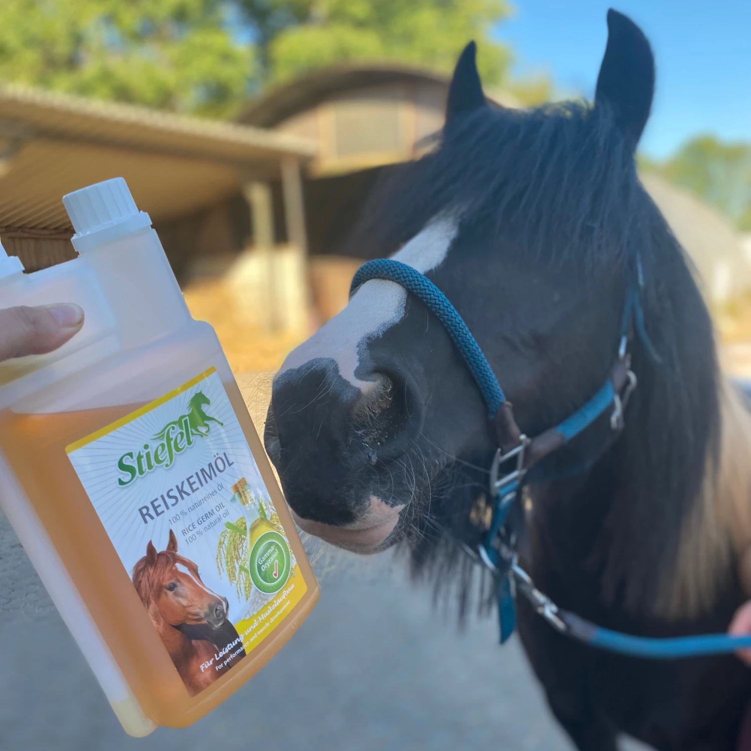 Stiefel Rice Germ Oil 2 Stiefel Rice Germ Oil - Image 2